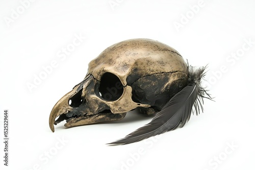Raven Skull with Dark Feather Accent