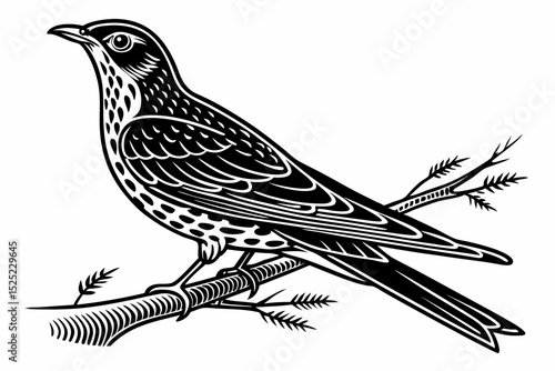 thrush sihouette black vector