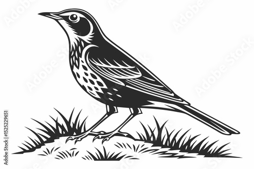 thrush sihouette black vector