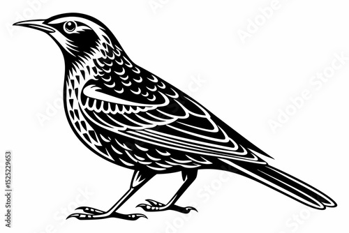 thrush sihouette black vector