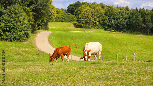 Wallpaper Mural Kühe auf der Weide Torontodigital.ca