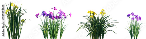 Foto Set of Iris pseudacorus and Iris ensata frontal isolated png on a transparent ba