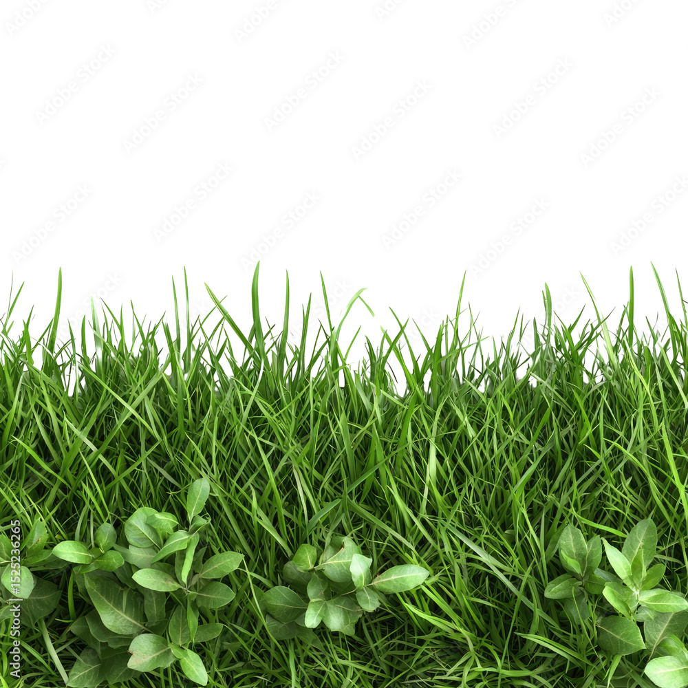 Fototapeta premium Lush Green Grass With Fresh Green Leaves Against a Black Background
