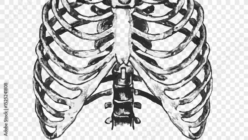 Illustration of a human rib cage showcasing the skeletal structure and anatomical details in black and white
