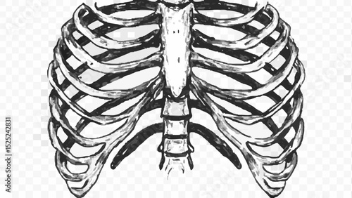 Anatomical drawing of a ribcage with sternum and spine in a black and white sketch style image