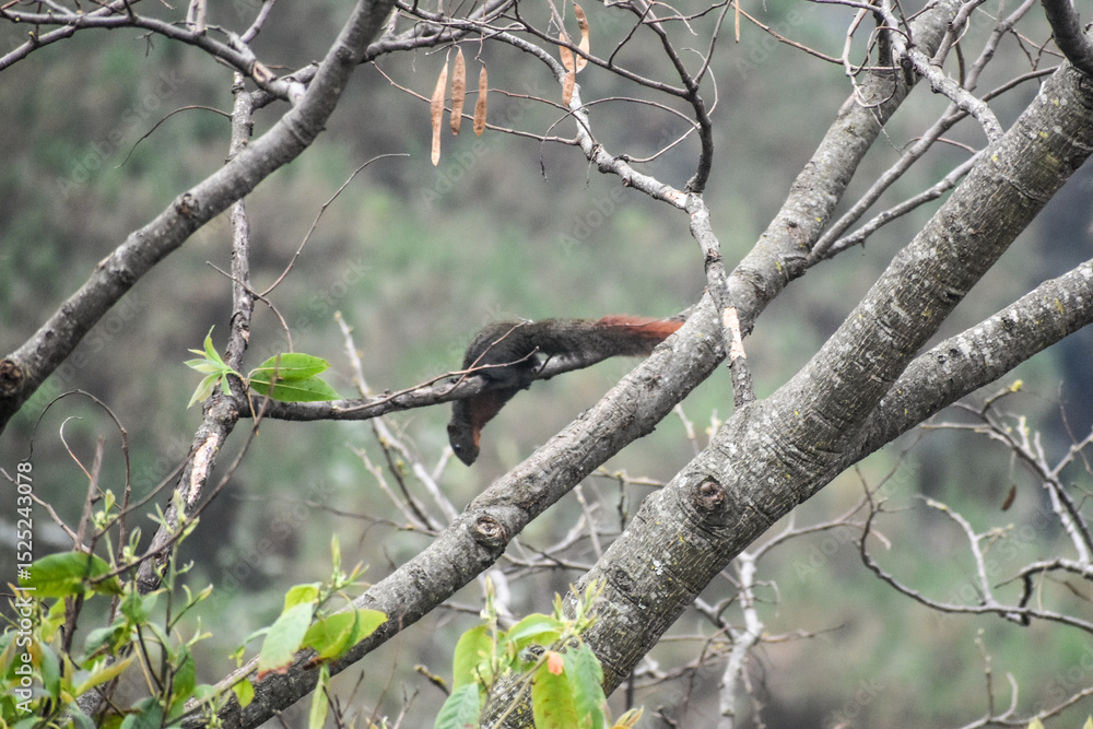 Dark squirrel with a reddish tail perched on a tree branch in a natural setting. Dark squirrel with a reddish tail perched on a tree branch in a natural setting.