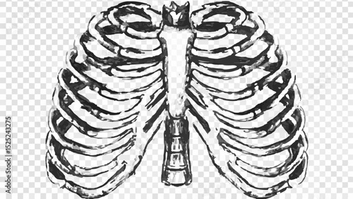 Illustration of a rib cage with sternum and ribs in black and white anatomical drawing style design