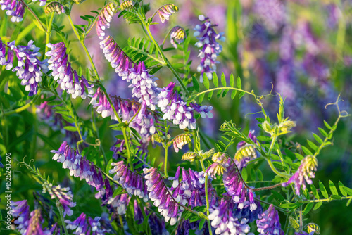 Vibrant purple and white vicia flowers blooming in lush greenery. Vicia villosa. the hairy vetch, fodder vetch or winter vetch
