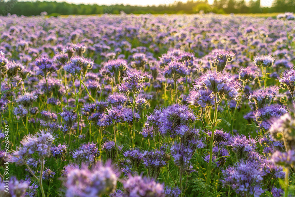 Fototapeta premium Purple wildflower field at sunset with blooming phacelia and greenery. Phacelia tanacetifolia, lacy phacelia