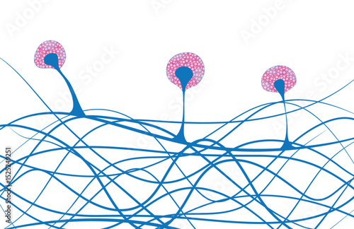 Mucor microscopic diagram
