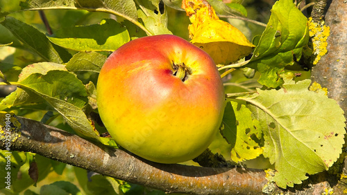 Wallpaper Mural Apfel am Baum Torontodigital.ca