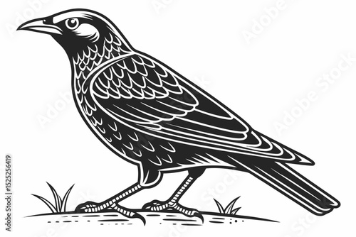 mynah sihouette black vector