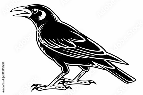 mynah sihouette black vector