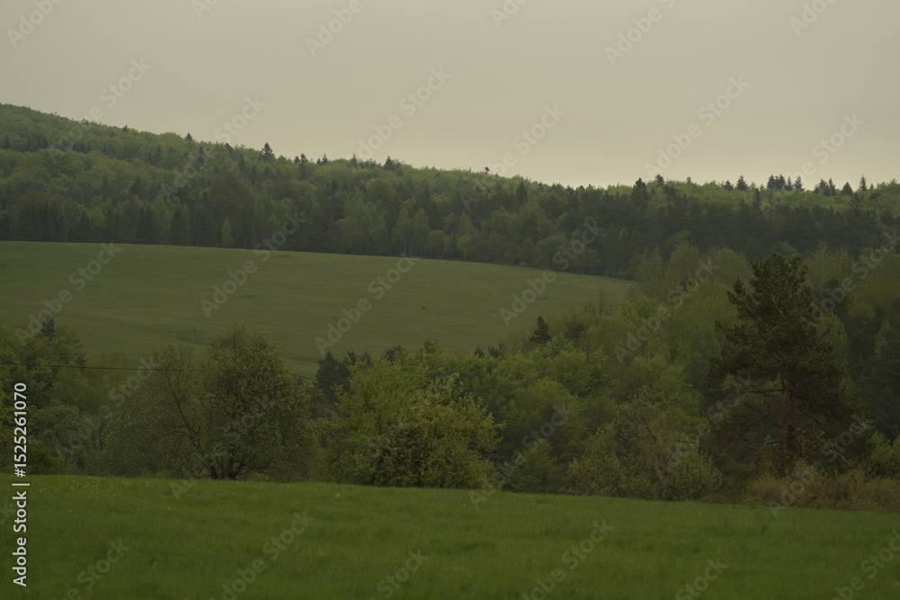 Fototapeta premium morning in the forest