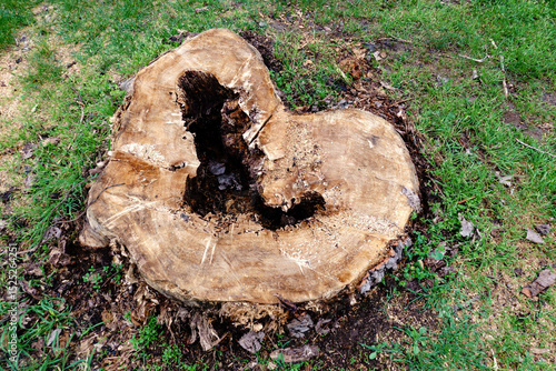 Tree stump with heart-shaped hollow symbolizes urban deforestation and emotional impact of tree removal