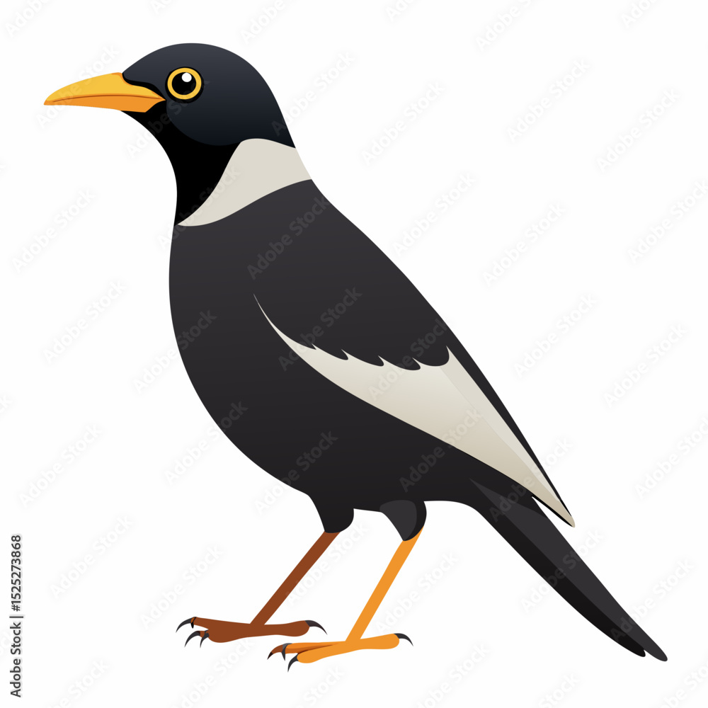 Obraz premium Myna Bird Side View Vector