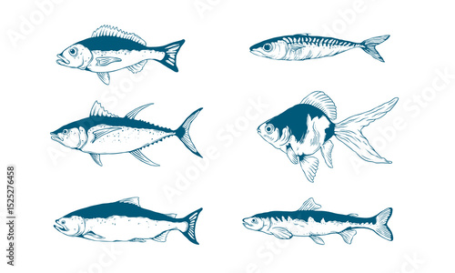 Fish hand drawn vector illustration. Suitable for underwater animal and marine life design element. Salmon, tuna, and herring symbol.