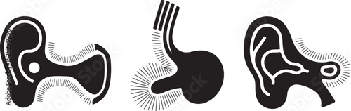 Human Ear Anatomy Diagrams Outer Middle Inner Ear