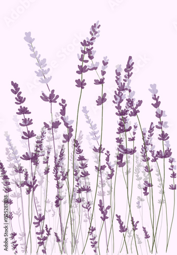 Watercolor Lavender Flower Illustration – Botanical Floral Art