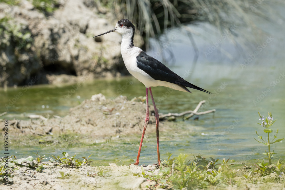 Fototapeta premium Il cavaliere di Italia, Himantopus himantopus, nidificante.