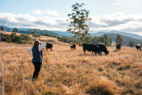 female farmer herding cows on a farm, growing and working with the land and growing meat. women in agriculture producing Angus, wagyu, Murray grey cattle, being grown on a farm in Australia.