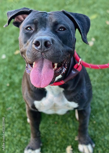 Wallpaper Mural Black and White Pitbull Mix with Red Leash Torontodigital.ca