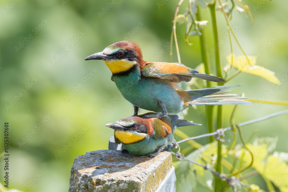 Fototapeta premium Gruccione in accoppiamento, Merops apiaster.