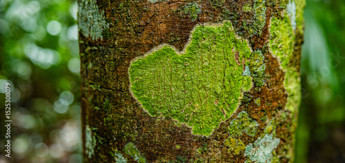 Herz aus Moos auf einem Baumstamm