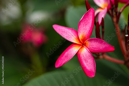 Wallpaper Mural Red champa flowers in the garden, Thailand, Asia Torontodigital.ca