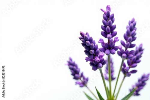 Fragrant lavender blooms, isolated White background , botanical, field