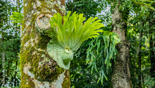 Geweihfarn Platycerium  im Australischen Regenwald