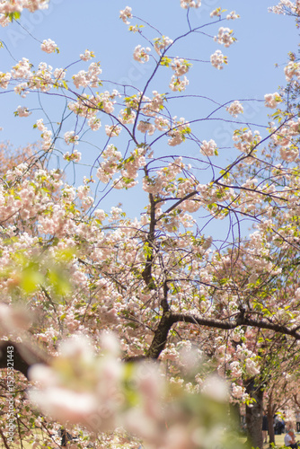 Photography Kirschblüten in Tokyo