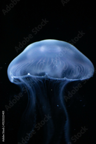 Stunning Portrait of a Blue Jellyfish, its Delicate Form Captured in a Close-up Underwater Shot