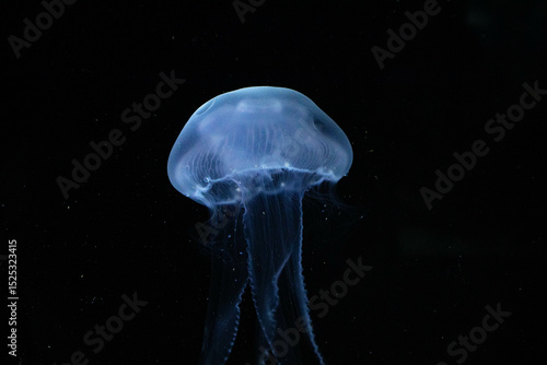 Close-up of a Bioluminescent Jellyfish, its Delicate Tentacles Illuminated in the Darkness