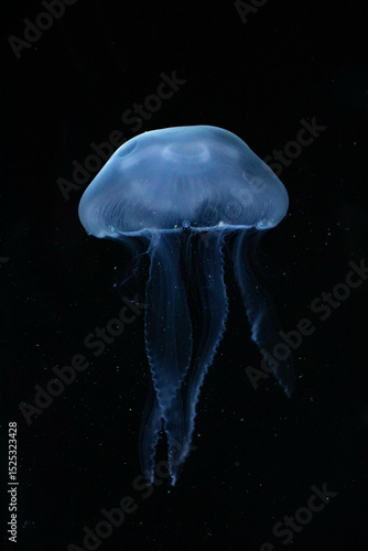 Close-up of a Bioluminescent Jellyfish, its Delicate Tentacles Illuminated in the Darkness