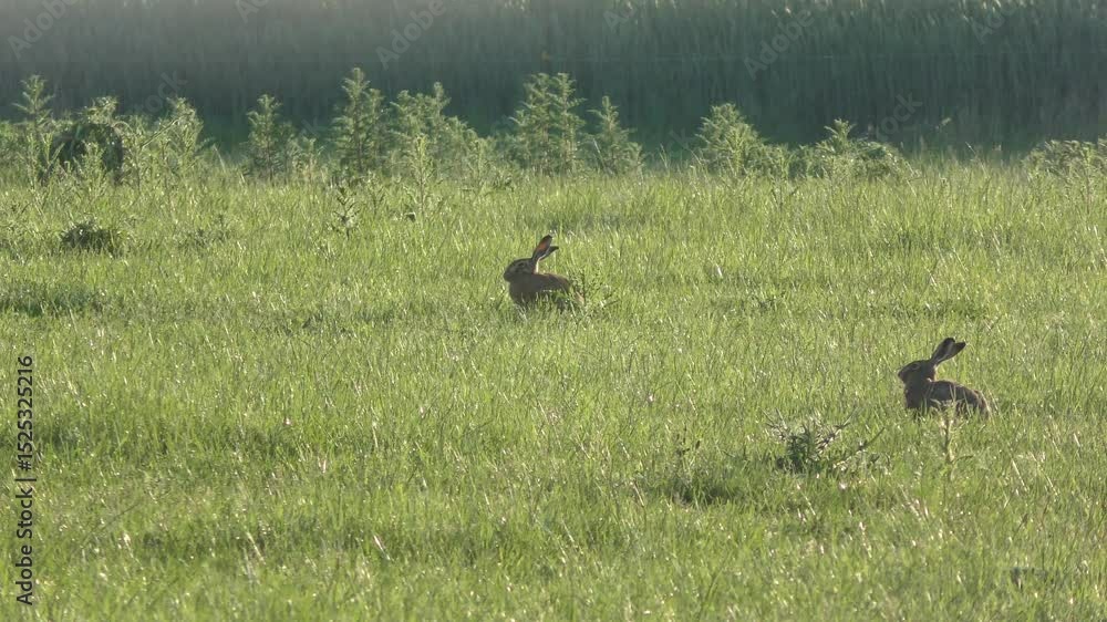 aufmerksamer schöner Feldhase auf grüner Frühlingswiese – lebendige Natur, zartes Licht und ländliche Harmonie in einer friedlichen, detailreichen Wildtieraufnahme, Tier, Nagetier, heimisch aufmerksamer schöner Feldhase auf grüner Frühlingswiese – lebendige Natur, zartes Licht und ländliche Harmonie in einer friedlichen, detailreichen Wildtieraufnahme, Tier, Nagetier, heimisch
