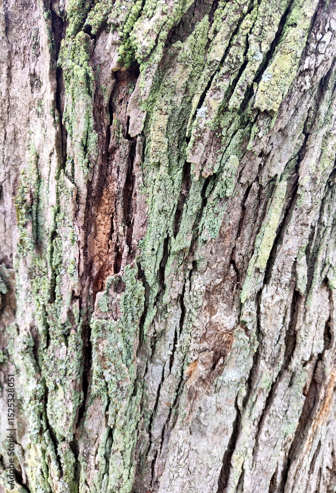 Photo of Tree Bark Texture with Lichen Photo of Tree Bark Texture with Lichen
