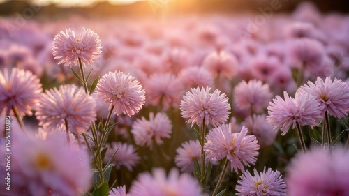 A field of pink chrysanthemum flowers blooming under the warm glow of the setting sun in the distance