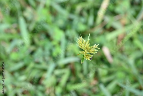 Cyperus polystachyos grass. Its common names Pycreus polystachyos, manyspike flatsedge, bunchy sedge, coast flatsedge, many spiked sedge and Texas sedge. Its herbaceous species in family Cyperaceae. 
