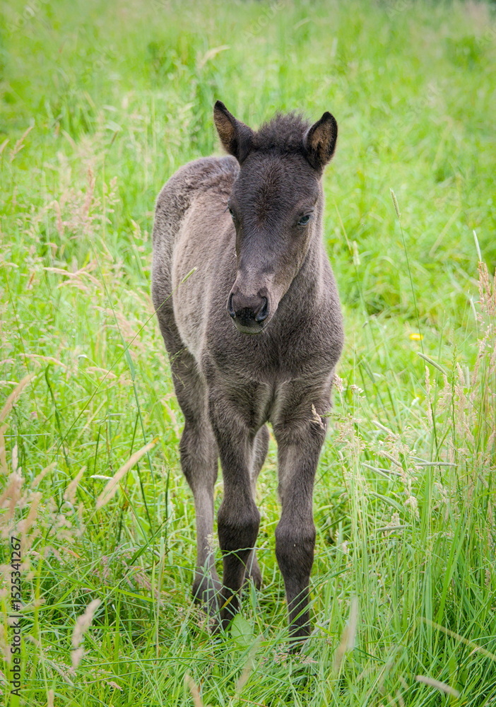 Awesome picture of a dark Icelandic Horse foal Awesome picture of a dark Icelandic Horse foal