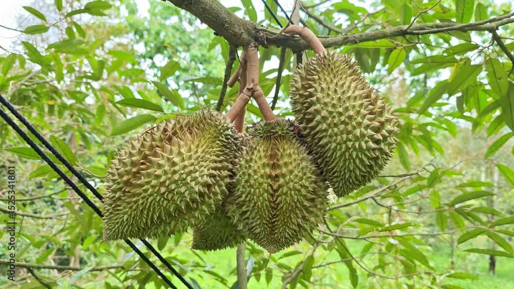 Durian fruit on plant in garden Durian fruit on plant in garden