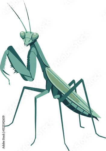 Praying mantis insect vector illustration with green and teal colors detailed natural pose 