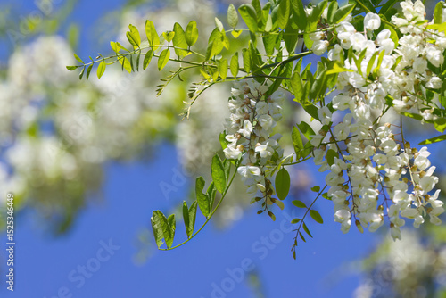 a twig full of white acacia blossoms, blue sky in the background, white acacia blossoms, green leaves of Acacia acanthaster