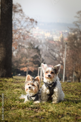 Autumn portrait of dogs in nature. He is so cute in the nature. He has so lovely face	
