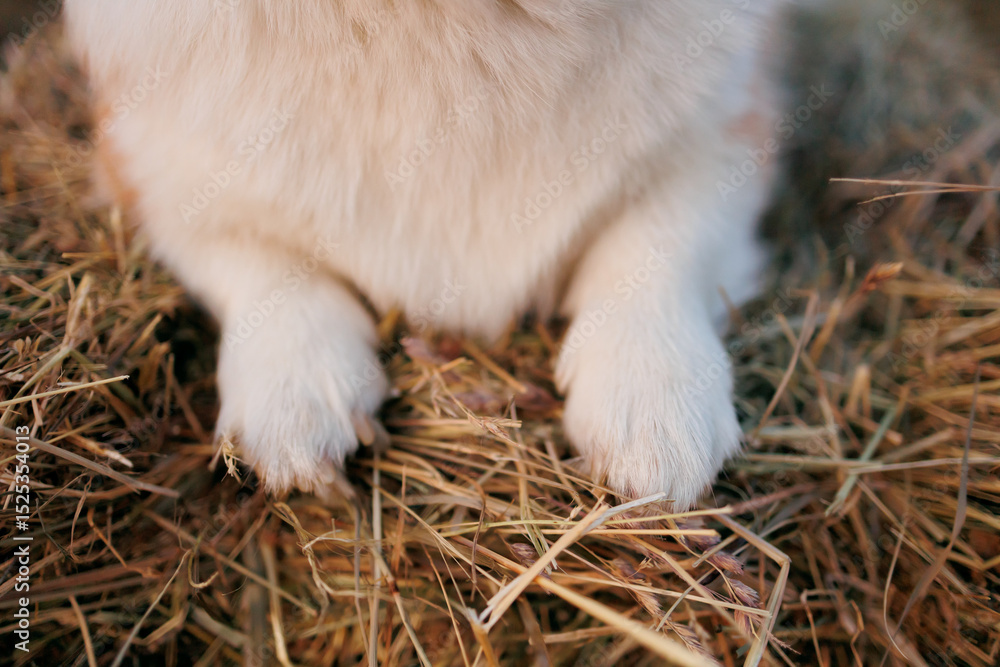 Fototapeta premium Welsh corgi paws on a haystack (short legs)