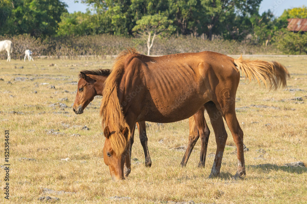 Fototapeta premium East sumba, Indonesia – 06. 08. 2025 – The legs of Sumba's Sandalwood Horses are strong from habitually walking and grazing across the rocky savannas