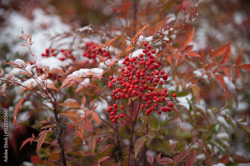 red berries in autumn