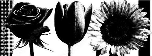Minimalist floral design with rose, tulip, and sunflower in engraving style