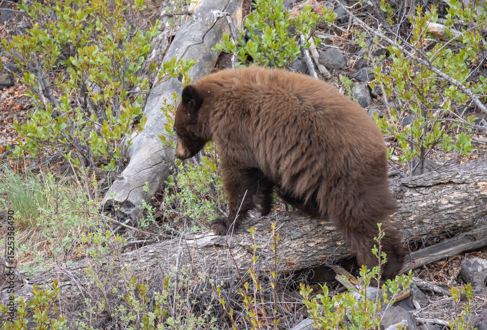 Fototapeta premium Black Bear Cub in Springtime in Yellowstone National Park Wyoming
