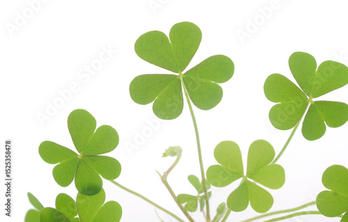 Canvas Print Three leaf clover isolated on white